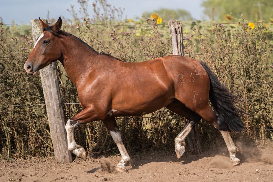 Lote PERDIDA ARSENIA