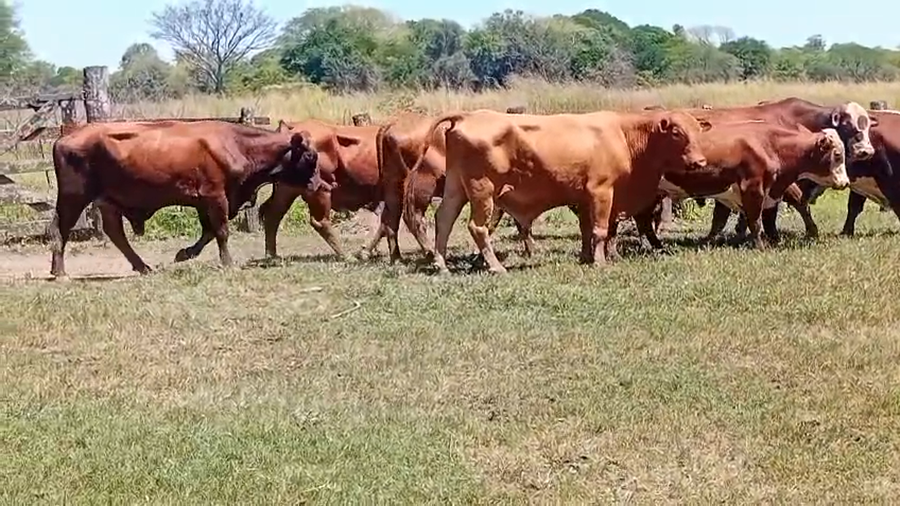 Lote 10 Toros de invernar en Chaco, Laguna Blanca
