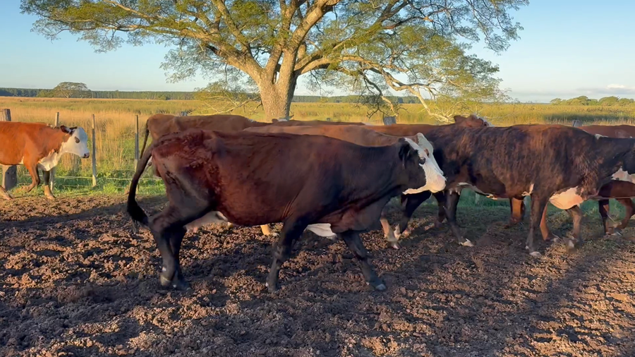 Lote 11 Vaquillas y vacas para invernar en Corrientes, Concepción