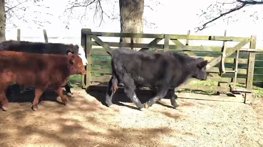 Lote 64 Terneros/as en Brandsen, Buenos Aires