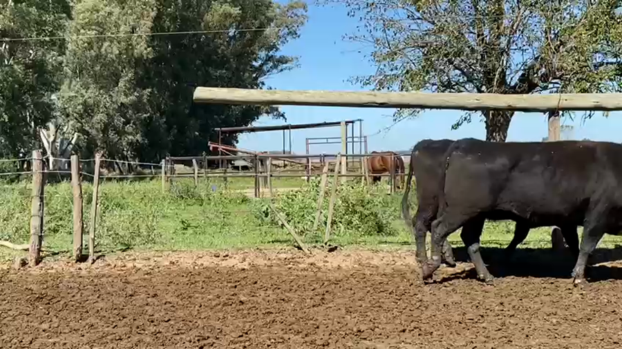 Lote 23 Vacas medio uso C/ gtia de preñez en Gral. Las Heras, Buenos Aires