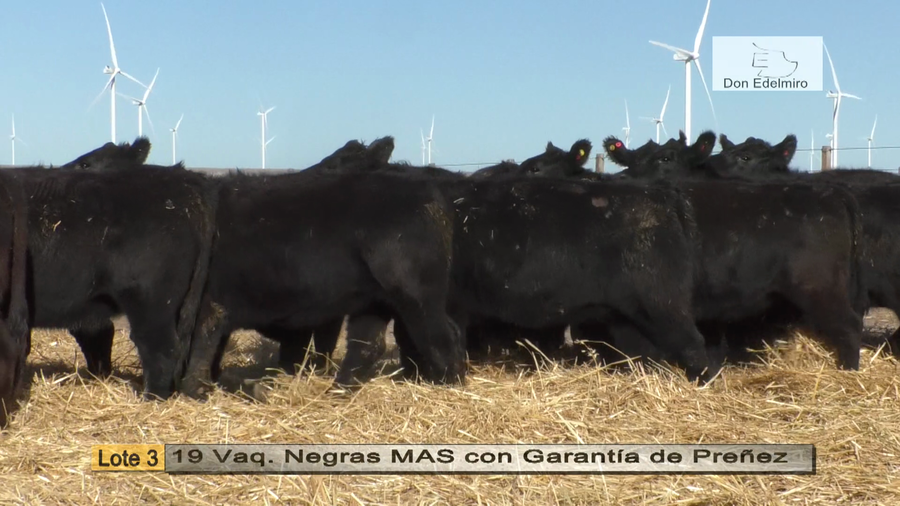 Lote Vaquillonas "Don Edelmiro"