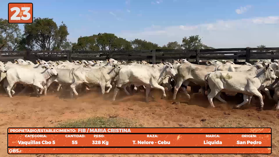 Lote LOTE 23
