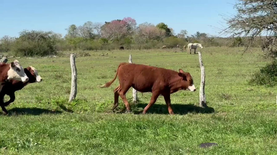 Lote 115 Terneros en Corrientes, Mercedes