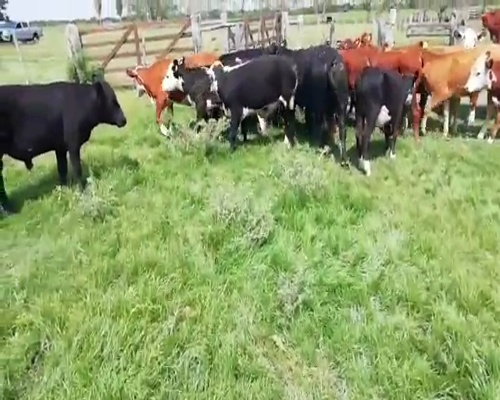 Lote 20 Terneros/as en Villaguay, Entre Ríos