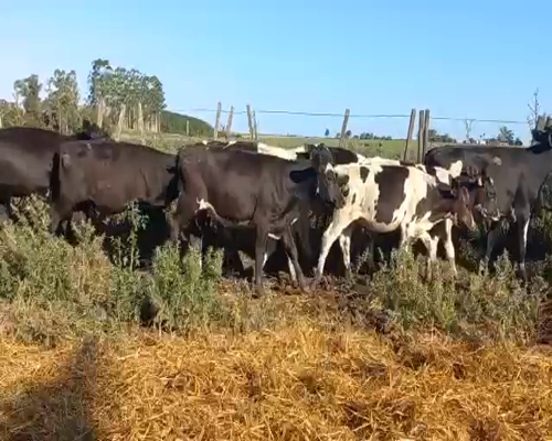 Lote Terneros y Terneras