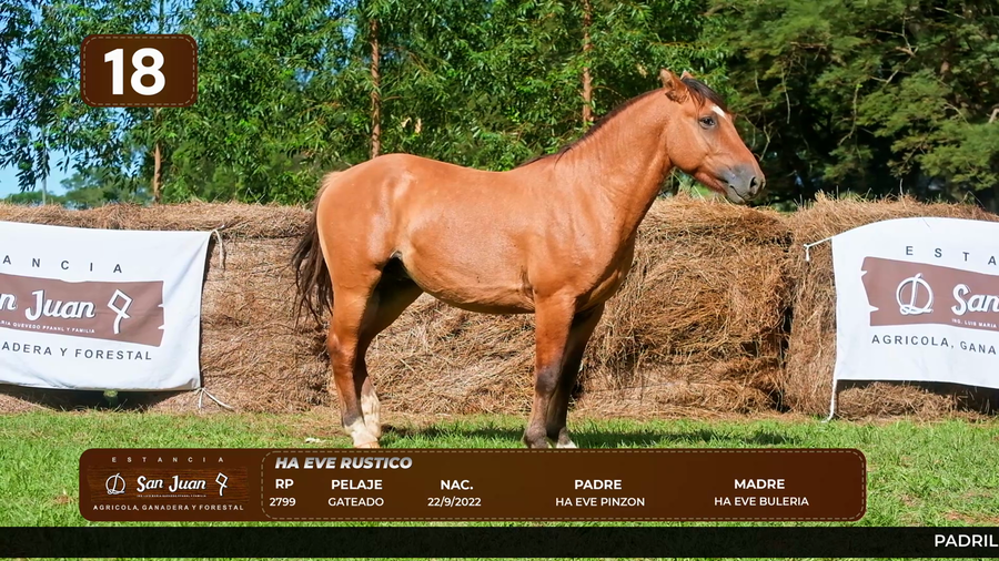 Lote LOTE 18