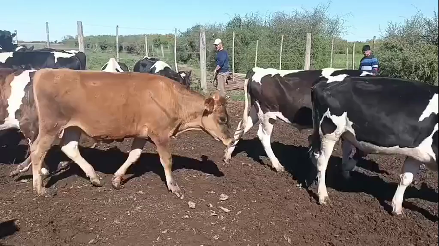 Lote 50 Novillitos Holando Argentino y Jersey en Monigotes, Santa Fe