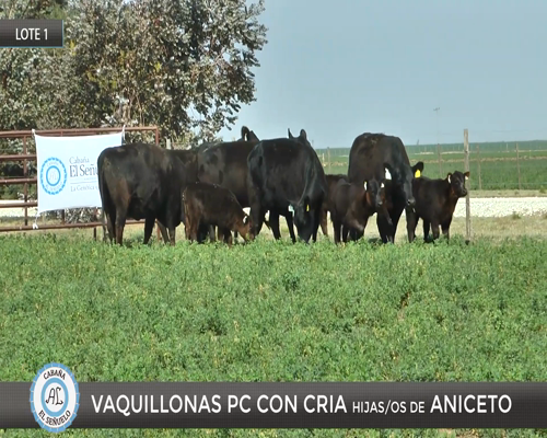 Lote 5 Vaquillona PC parida en Viamonte, Córdoba