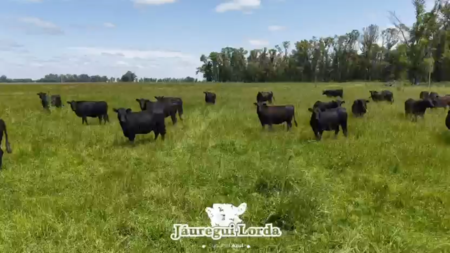 Lote 58 Vaquillonas Preñadas