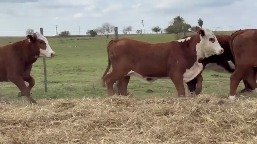 Lote 10 vaquillas Braford BO  para madres de "Olazul S.A."
