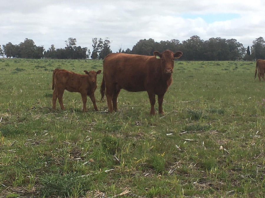 Lote 45 Vacas medio uso C/ cria