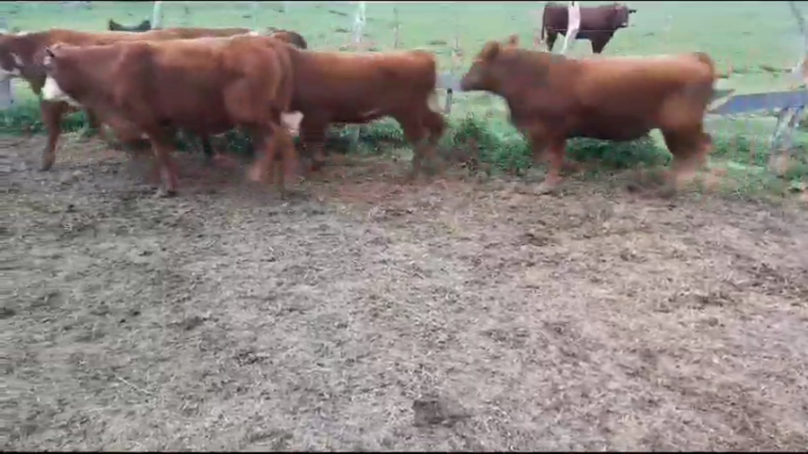 Lote 11 Novillitos en Villaguay, Entre Ríos