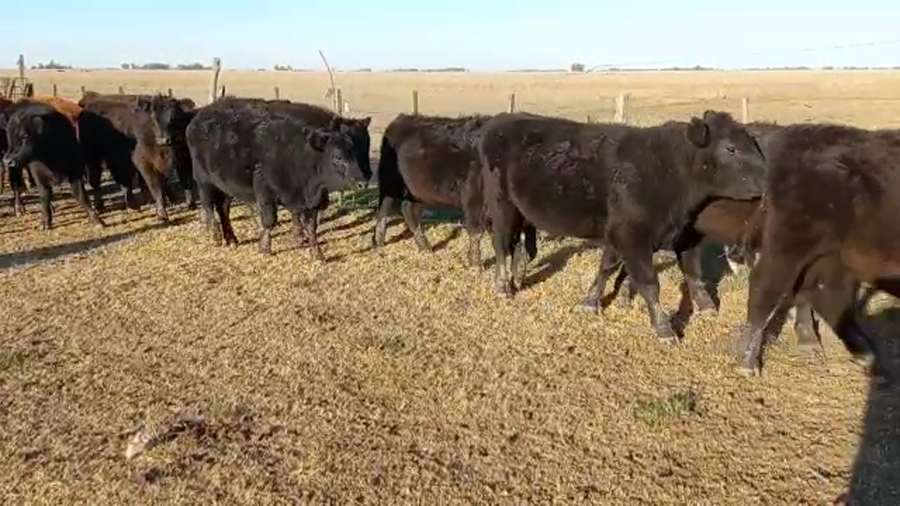 Lote 25 Novillitos en Daireaux, Buenos Aires