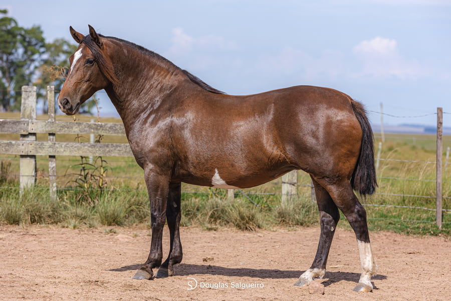 Lote BARBACOA  DE LA NATIVA