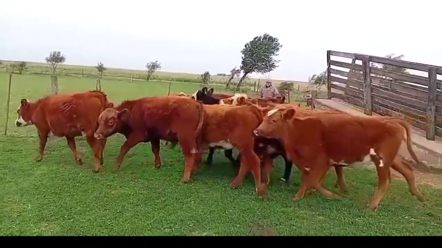 Lote 10 Terneros y Terneras