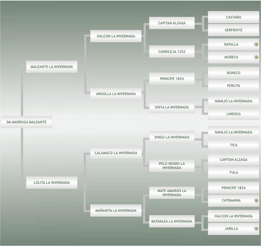 Lote SM Madruga Maleante