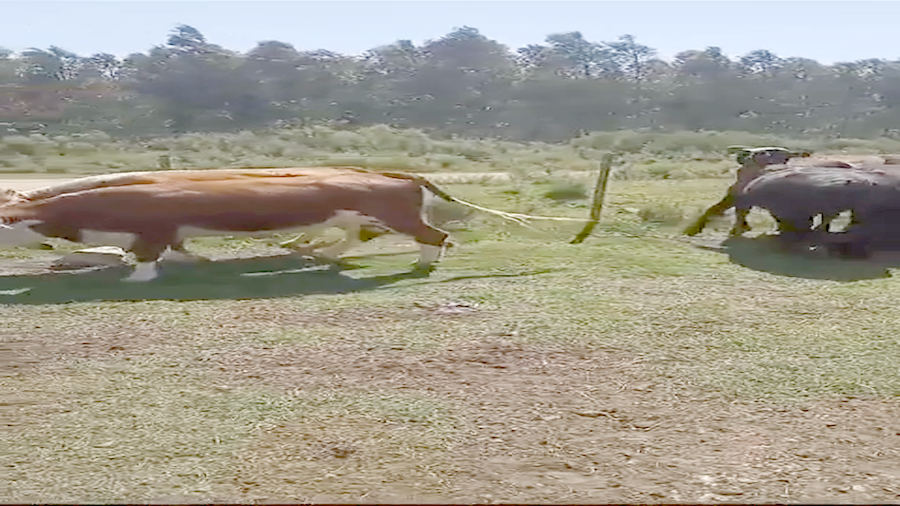 Lote VAQUILLONAS FALLADAS