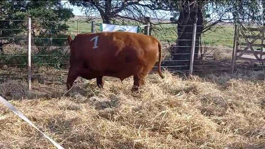 Lote 1 Toros en Córdoba, La Porteña