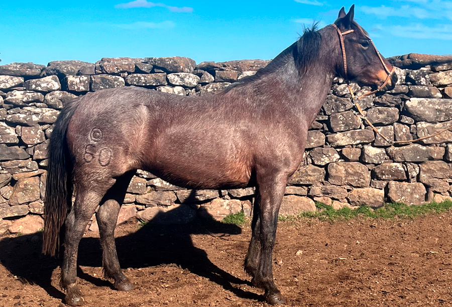 Lote FRANCISCA GAITERA