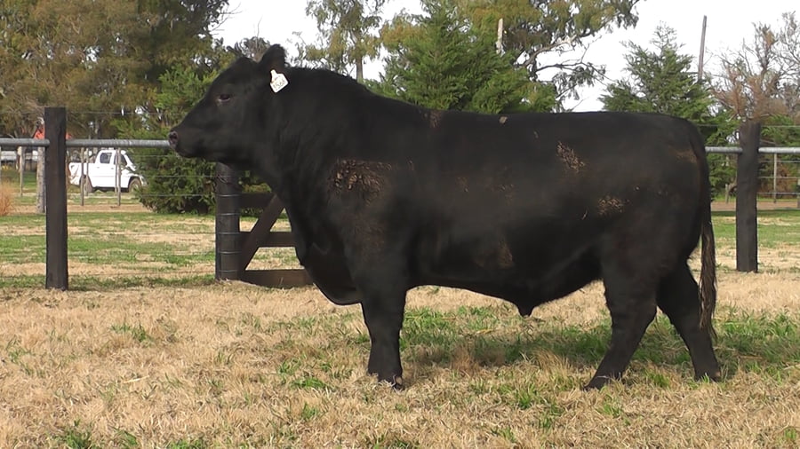 Lote TOROS ANGUS NEGROS PP
