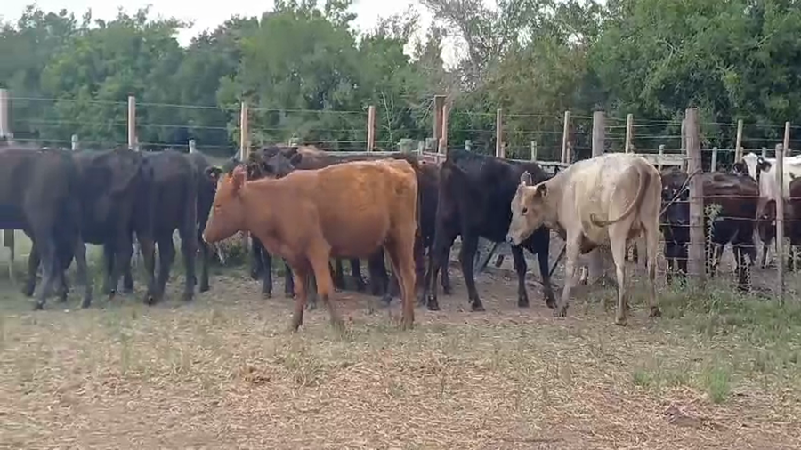 Lote (Vendido)15 Vaquillonas preñadas ANGUS a remate en #50 Pantalla Carmelo, Colonia