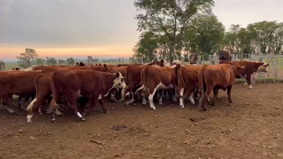 Lote NOVILLOS FORMADOS