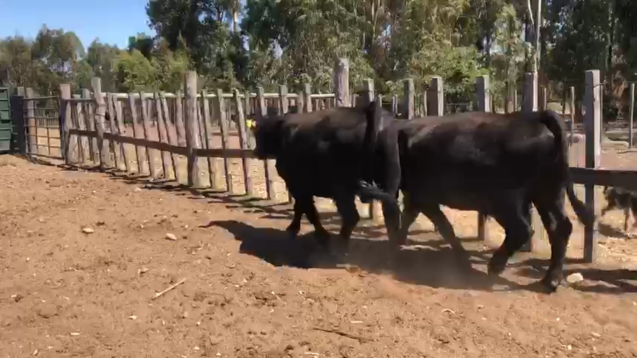 Lote 2 Toros Angus a remate en Pantalla Camy - Liquidación de Estancia 500kg -  en Coronilla
