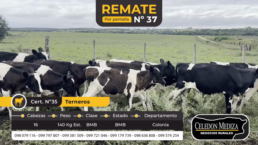 Lote 16 Terneros en Paso Antolín, Colonia