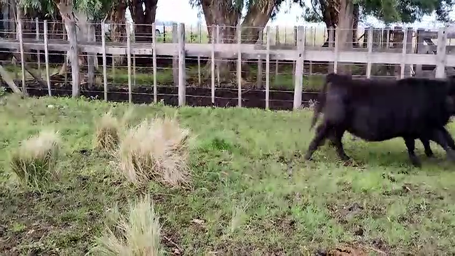 Lote 35 Terneros/as en Olavarria