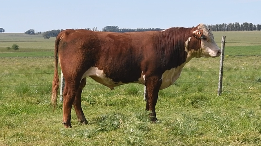Lote 2 Toros a remate en Toros en San José, San José