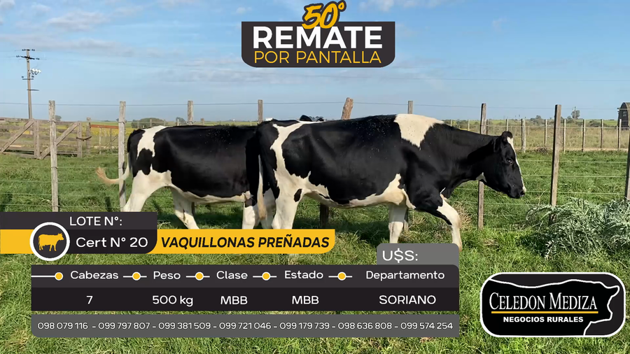 Lote 7 Vaquillonas preñadas en Soriano