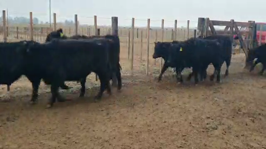 Lote 57 Novillitos en Ayacucho, Buenos Aires