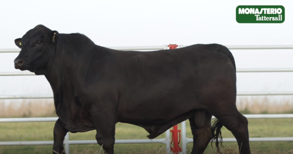 Lote TOROS GENERALES, CONTROLADOS Y REGISTRADOS