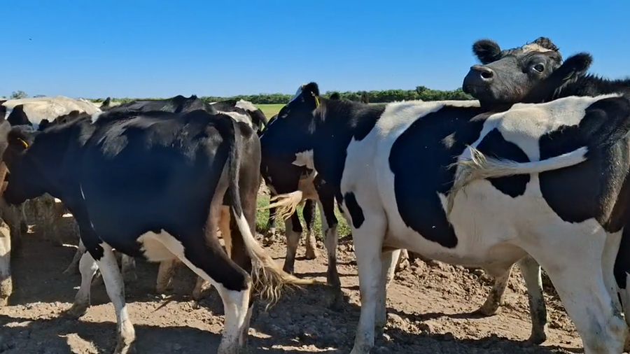 Lote 12 Novillos Holando Argentino en  Sunchales, Santa Fe