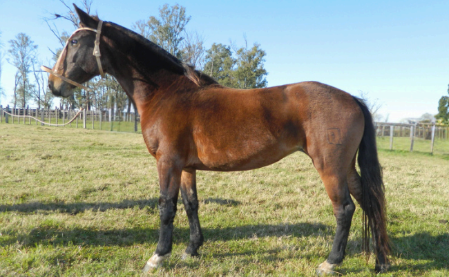 Lote MARIA 216 DE NC