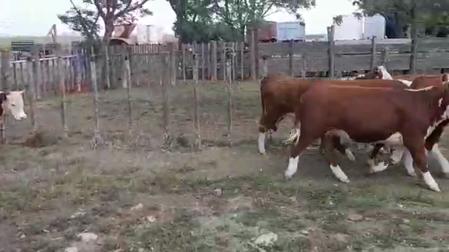 Lote 5 Terneras HEREFORD a remate en Expo Ombúes en OMBUES DE LAVALLE