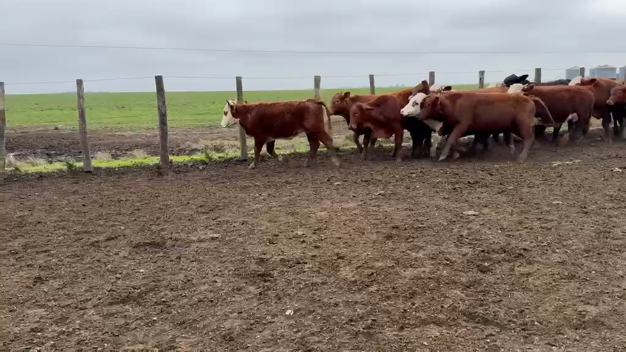 Lote 65 Novillitos