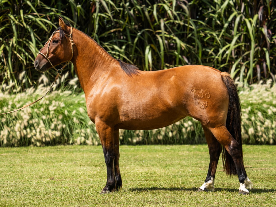 Lote Guirita Hada