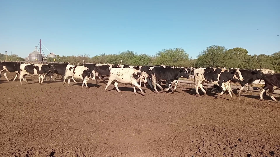 Lote 45 Novillos Holando Argentino en Cululú, Santa Fe