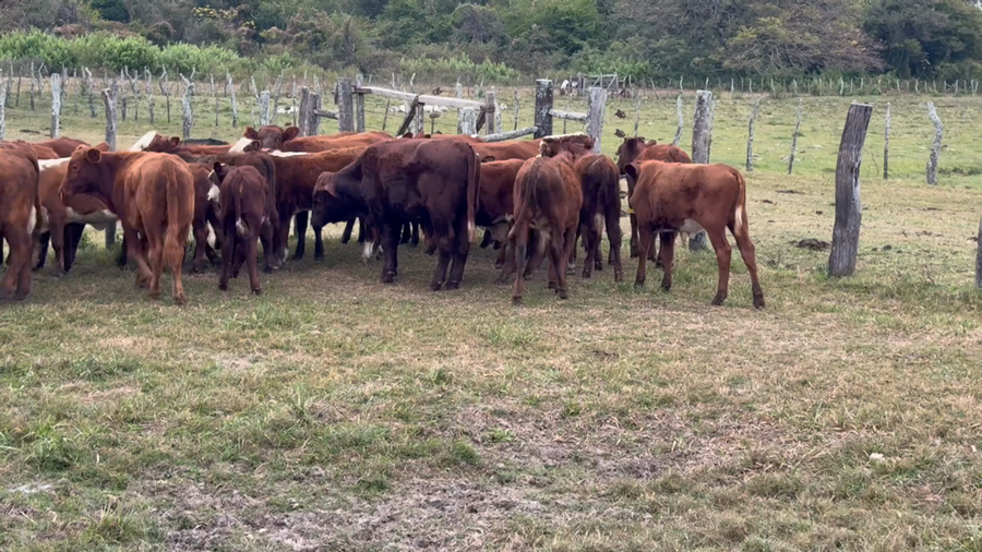Lote 84 Vacas con Cría  en Corrientes, Goya
