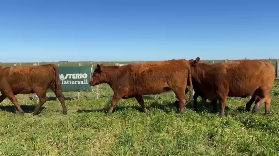 Lote Vaquillonas MAS de 24 meses de Willis