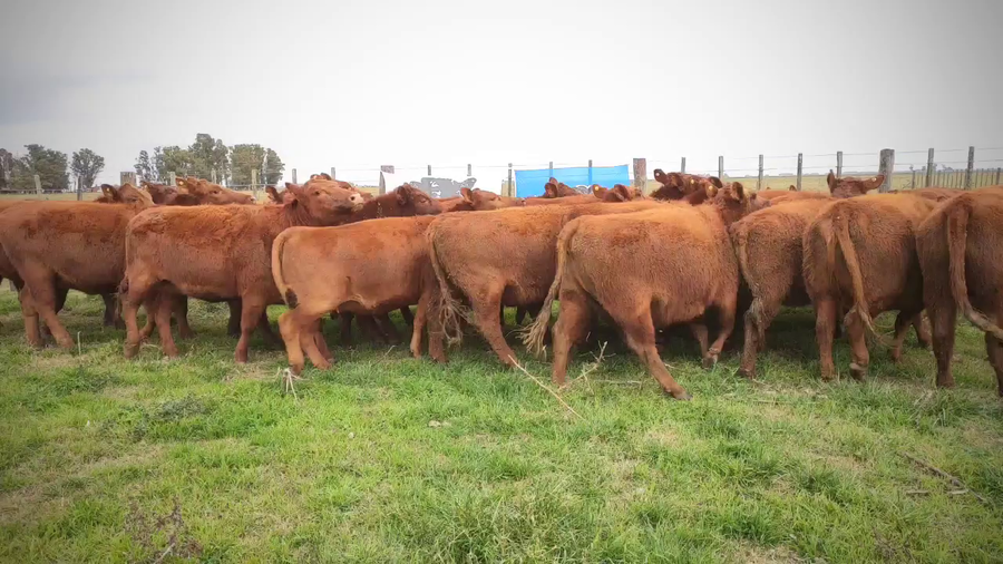Lote 26 Vaquillonas C/ gtia de preñez en Las Flores, Buenos Aires