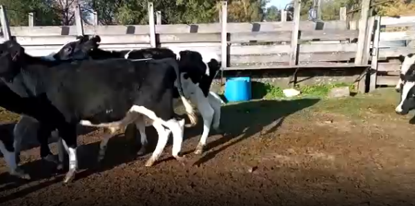 Lote 15 Novillos en Colonia