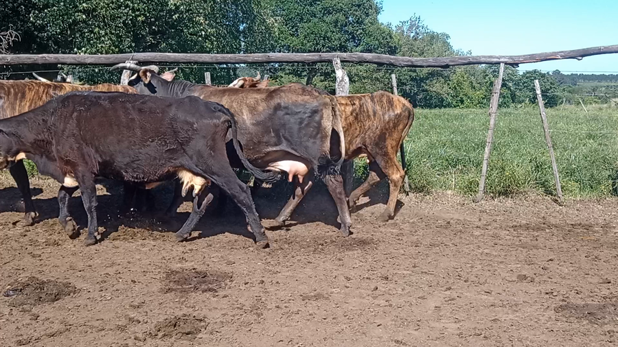Lote 10 Vacas de invernar