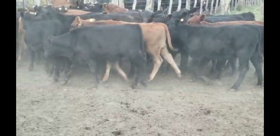 Lote 45 Terneros/as en Villaguay, Entre Ríos