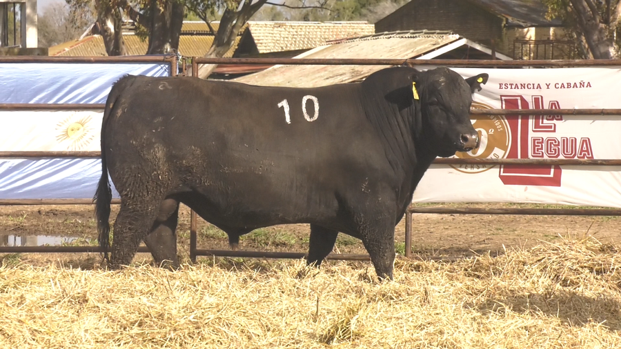 Lote TOROS ANGUS NEGROS  PC