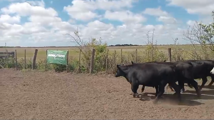 Lote 40 Terneros/as en Chascomús