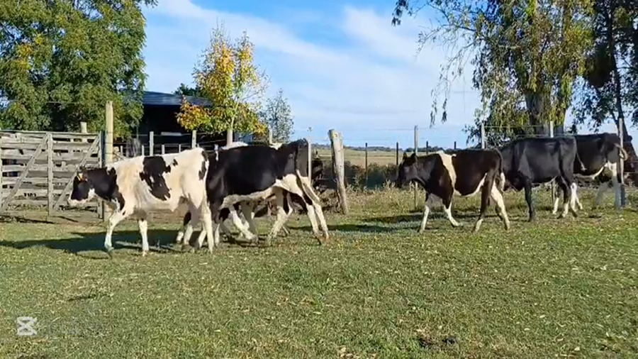 Lote NOVILLOS HOLANDO