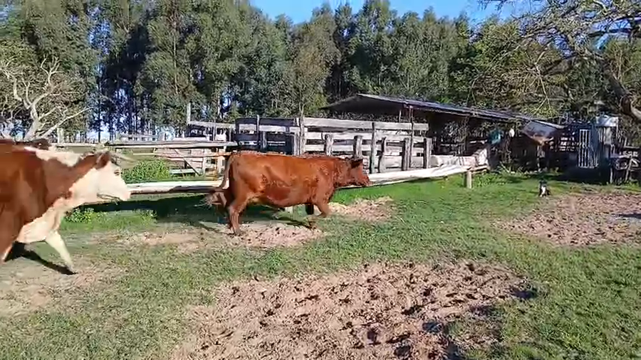 Lote 20 Vacas nuevas Preñadas